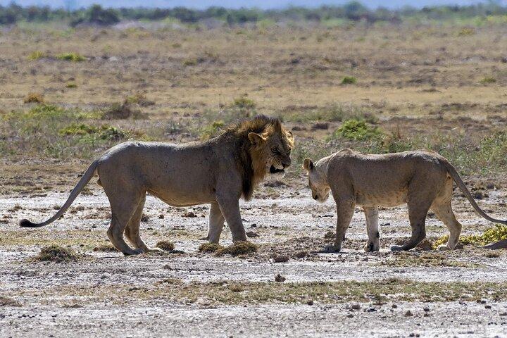 2 Days safari of Masai Mara