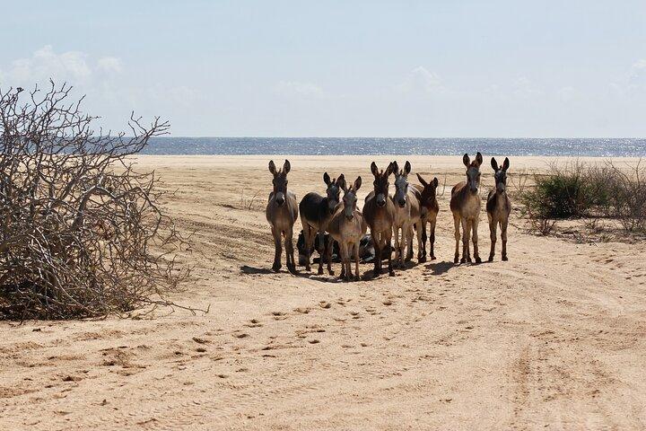 Sunset Pacific Donkey Hiking Tour