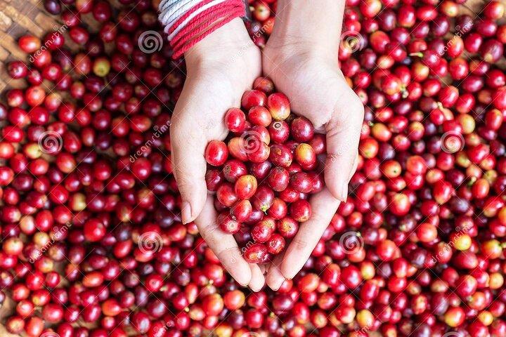Fairview Estate Coffee Farm Tour with Pick up