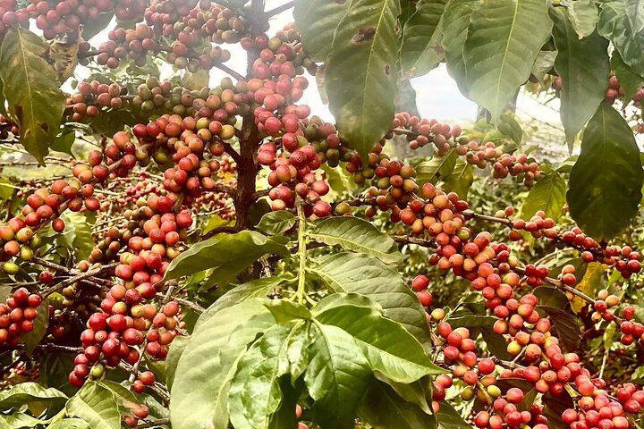 Fairview Estate Coffee Farm Tour with Pick up