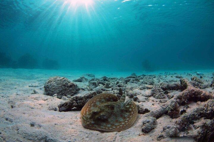 Mayan Adventure Experience in Caleta & Cenote from Riviera Maya