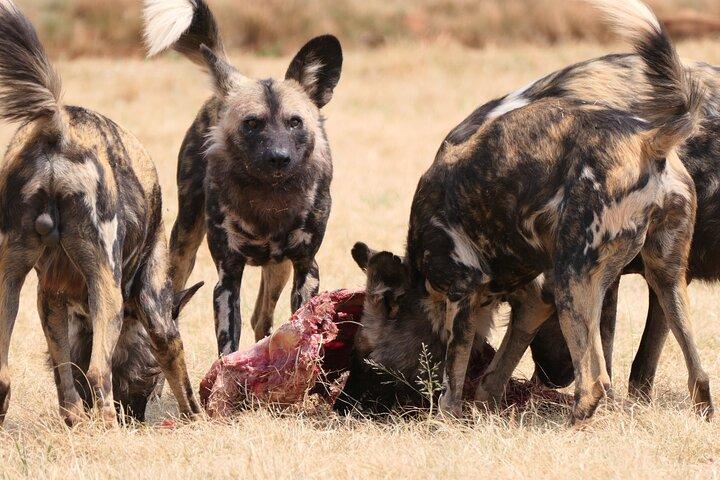 Private Cradle Humankind, Caves or Maropeng, Rhino and Lion Park