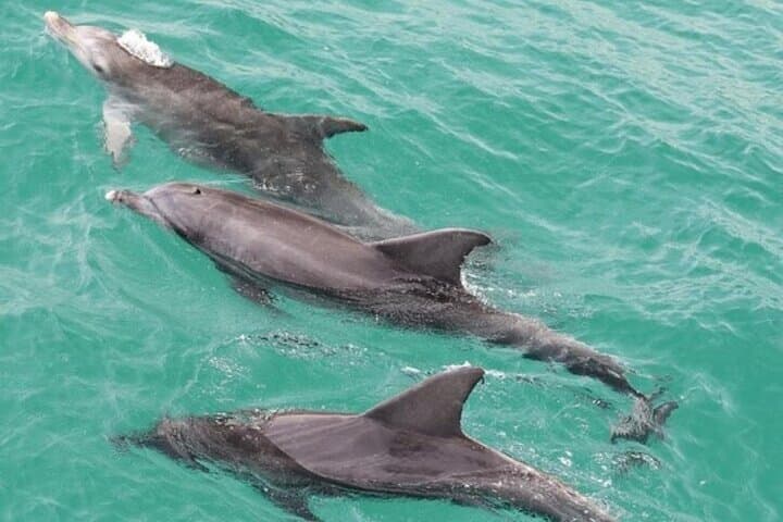 Jervis Bay Tour with Dolphins, Kangaroos & World's Whitest Beach