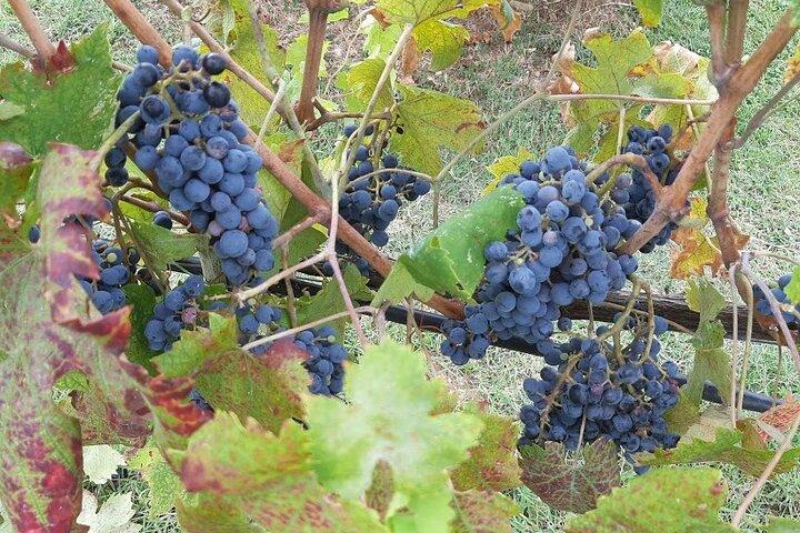 HALF-DAY: Chianti Classic Tour with Wine Experience & visit of San Gimignano