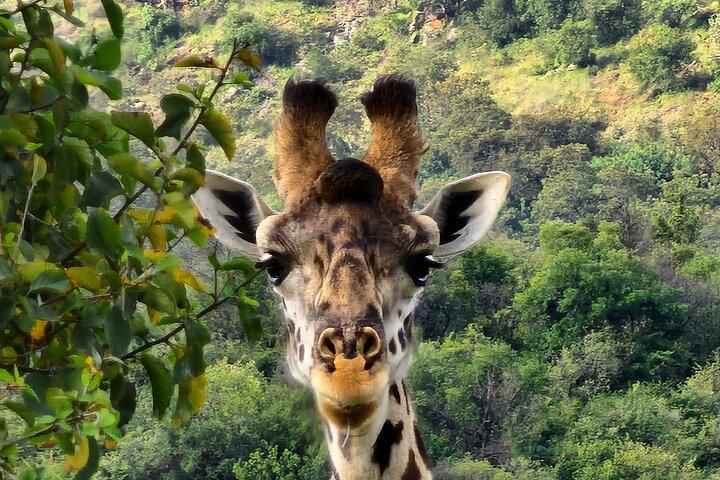 6 Days Amboseli, Lake Naivasha and Masai Mara Adventure