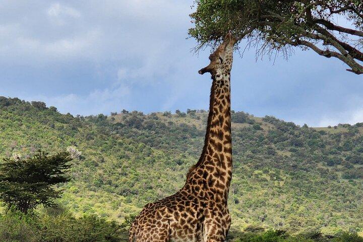 6 Days Amboseli, Lake Naivasha and Masai Mara Adventure