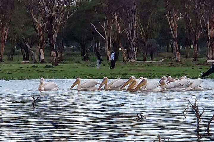 Day Tour To Hell's Gate National Park and Optional Boat Ride on Lake Naivasha.