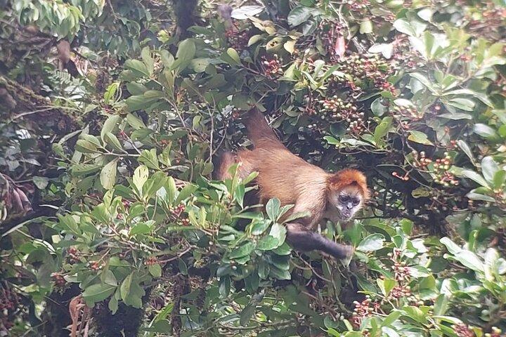 Monteverde Cloud Forest Guided Nature Walk with Local Naturalist