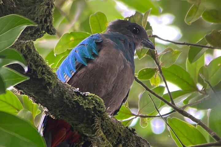 Monteverde Cloud Forest Guided Nature Walk with Local Naturalist