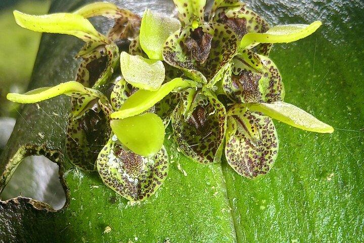 Monteverde Cloud Forest Guided Nature Walk with Local Naturalist