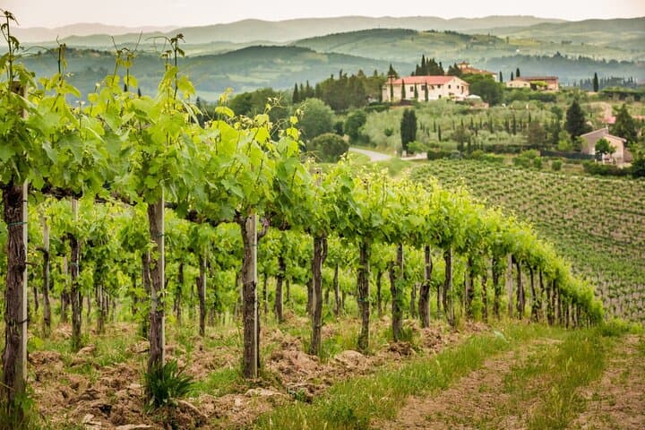 Private Double Wine Tasting Tour in Frascati - Exclusive