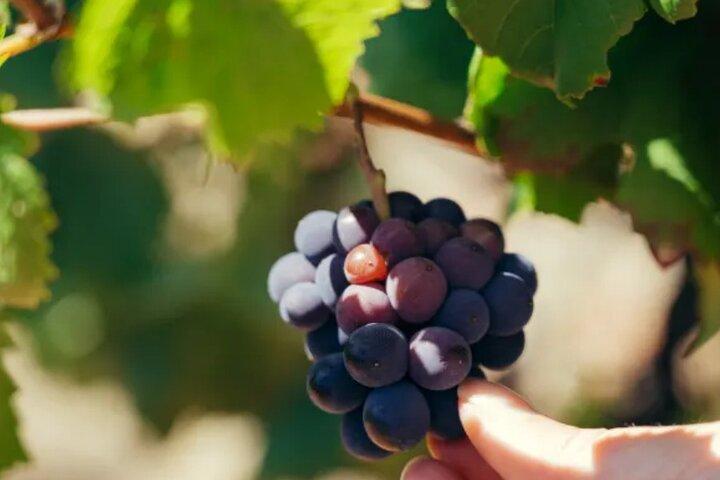 Private Double Wine Tasting Tour in Frascati - Exclusive