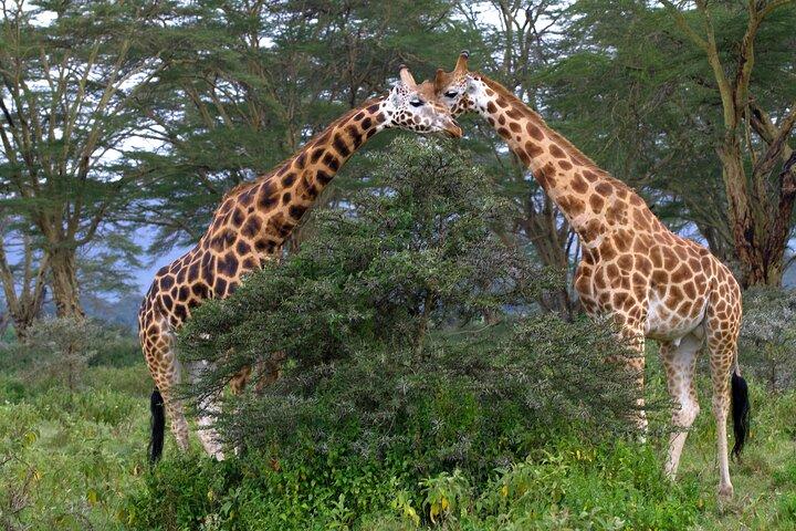 6 Days Tanzania Budget Safari with Serengeti