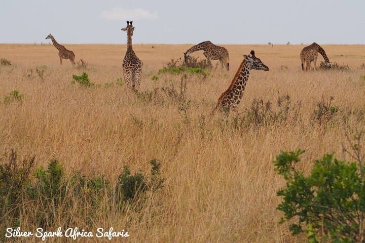 10-Day Samburu National Resreve, L Naivasha, Maasai Mara, Amboseli, L Nakuru