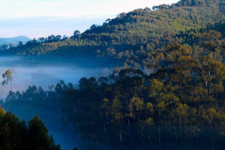 3-Day Private Gorilla Tour in Bwindi Impenetrable National Park