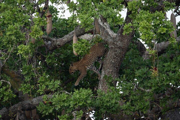 6 Days Private Safari Tour