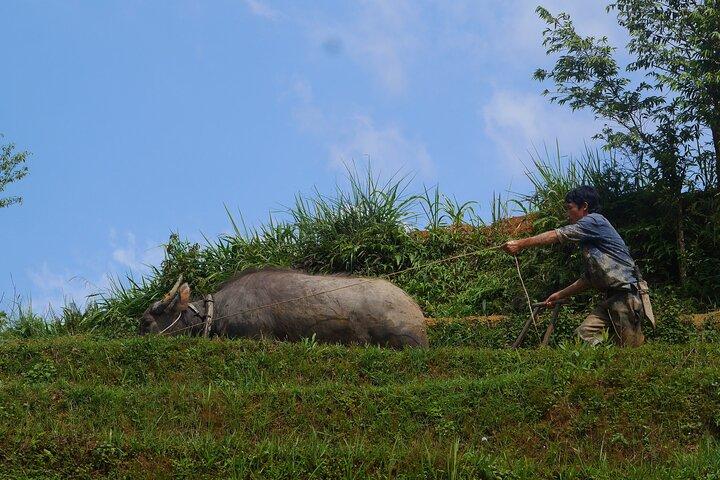 2D1N Buffalo trek by Hmong Sister House and Trekking