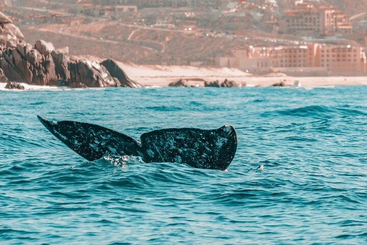 The Finest Private Yacht Experience in Cabo