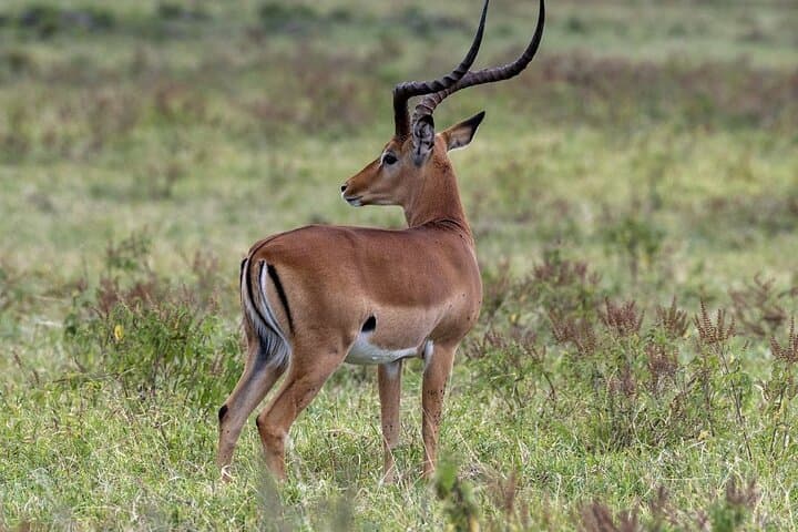 10-Day Samburu National Resreve, L Naivasha, Maasai Mara, Amboseli, L Nakuru