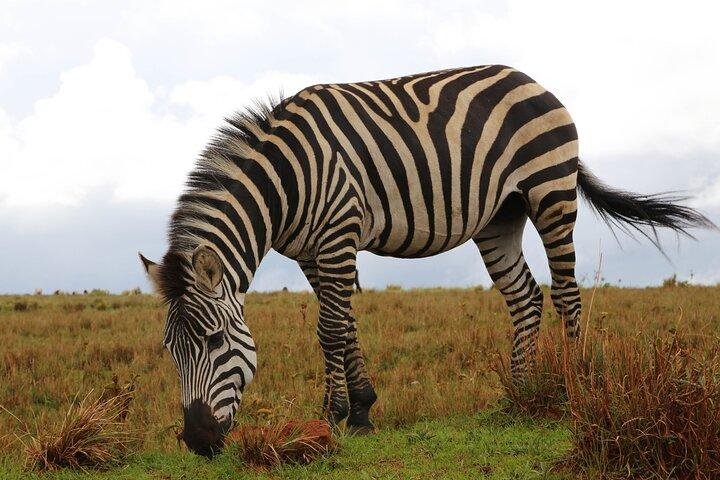 Budget Safari with a Lodge for 3 Days