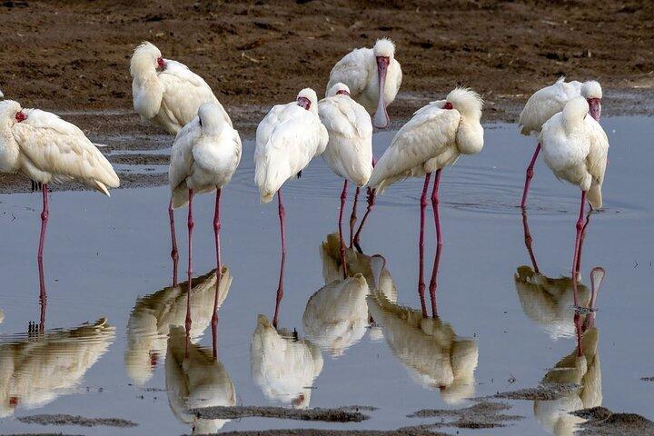6 Days: Samburu Park, Lake Nakuru Park, Maasai Mara N Reserve