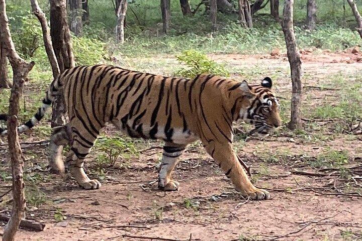 Full-Day Trip to Ranthambore National Park from Jaipur
