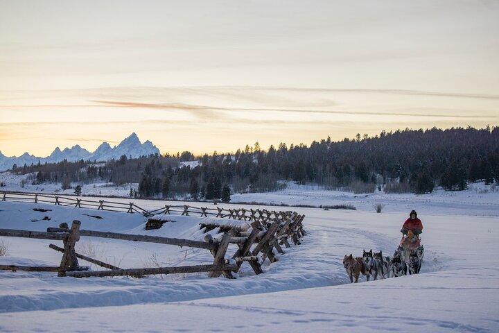 Jackson Hole Dog Sledding Adventure