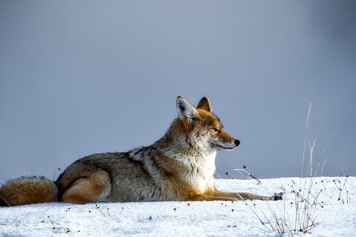 Guided Yellowstone Wildlife Tour
