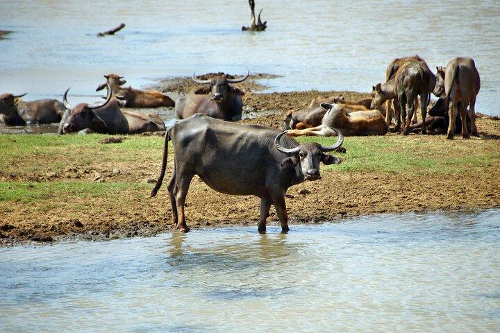 Udawalawe National park tour from Ella with jeep safari