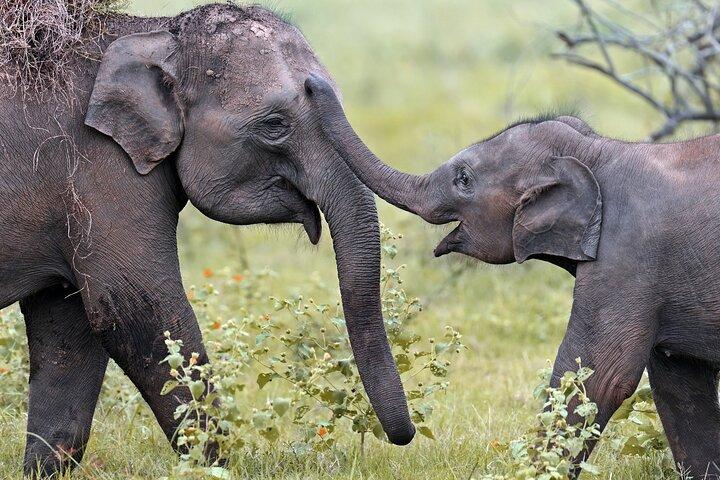 Udawalawe National park tour from Ella with jeep safari