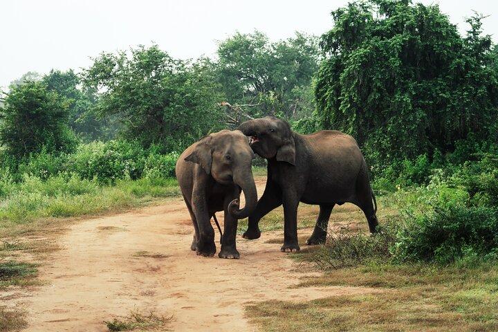 Udawalawe National park tour from Ella with jeep safari
