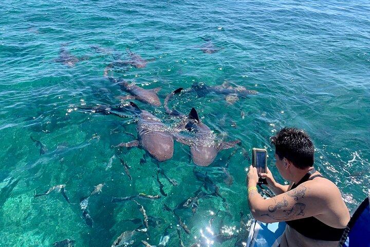 Turtle Garden Snorkeling Tour and Island Break