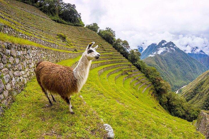 Machu Picchu 1-Day Tour: Vistadome Panoramic Train from Cusco