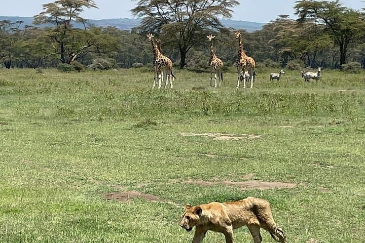 4 Days Masai Mara and Lake Nakuru Mid-Luxury safari