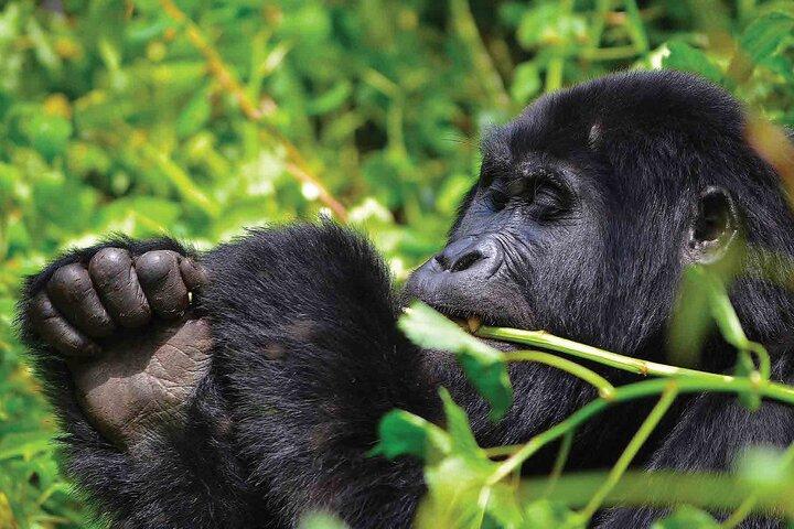 3-Day Private Gorilla Tour in Bwindi Impenetrable National Park