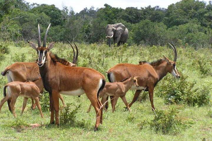 Private Multi-Day Masai Mara Mid Luxury Lodge Safari Tour by 4x4 Jeep