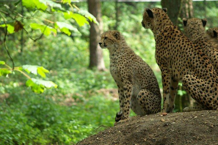 Private Multi-Day Masai Mara Mid Luxury Lodge Safari Tour by 4x4 Jeep
