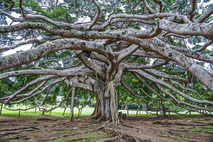 Ultimate Journey in Sri Lanka 4 Day Tours