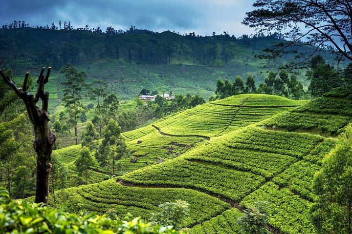Ultimate Journey in Sri Lanka 4 Day Tours