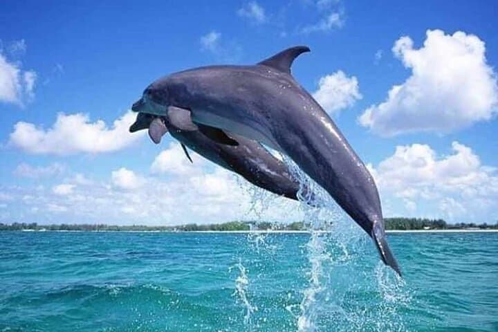 Mnemba Atoll