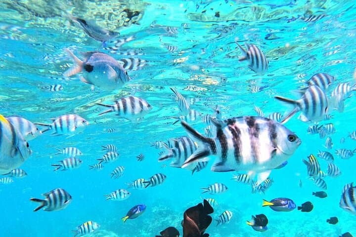 Mnemba Atoll