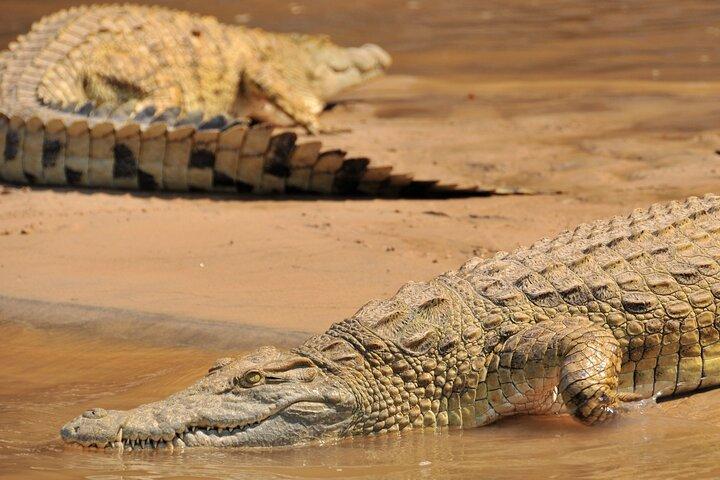 1-Day Selous (Nyerere National Park) Fly-In Safari from Zanzibar