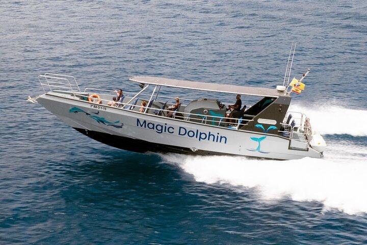 Morro Jable: 2 Hours Magic Dolphin & Whale watching with Drinks & Swim Stop.