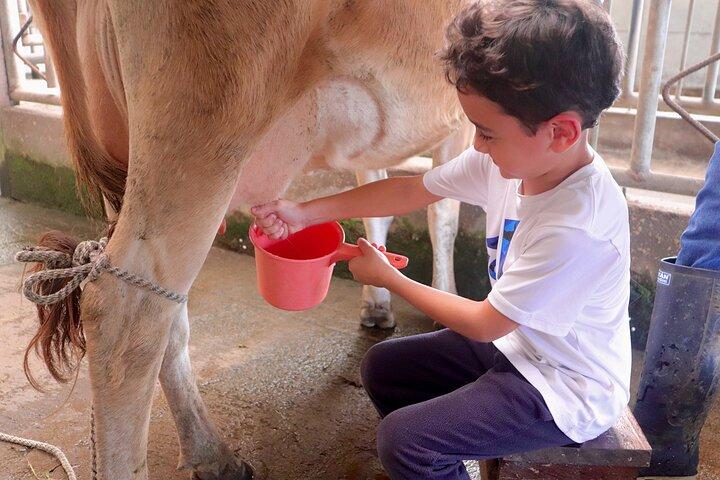 From Cow to Cheese: Authentic Farm & Cheese Tour in Monteverde