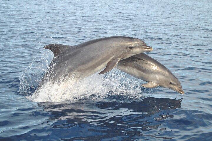 NEW Lagos-Watching Dolphins and Benagil Cave with Biologists