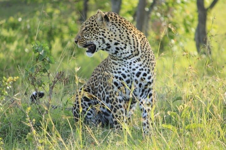 5-Day Masai Mara Lake Nakuru and Naivasha Small-group Safari Tour