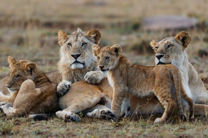 5-Day Masai Mara Lake Nakuru and Naivasha Small-group Safari Tour