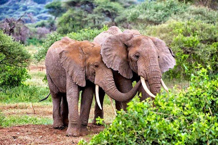 3 Days All Inclusive Zanzibar to Tarangire Ngorongoro