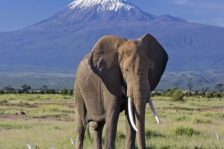 2 Days and 1 Night Amboseli Safari from Nairobi