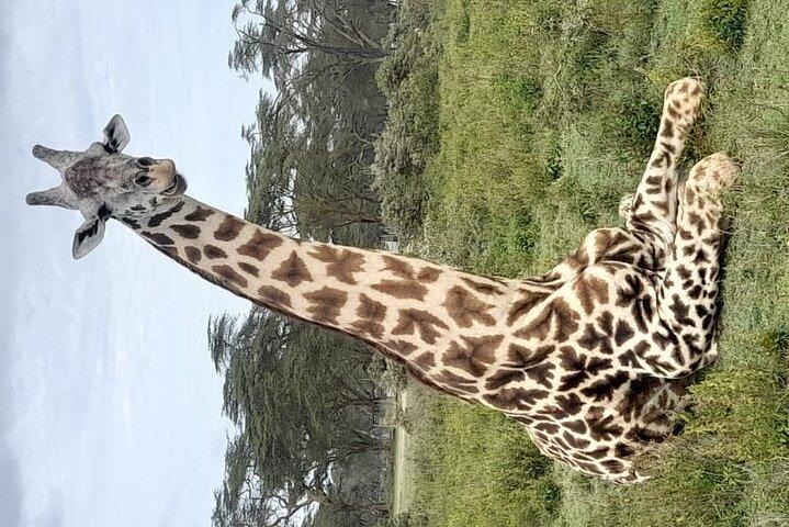 4-Day Masai Mara, L Naivasha and L Nakuru Safari